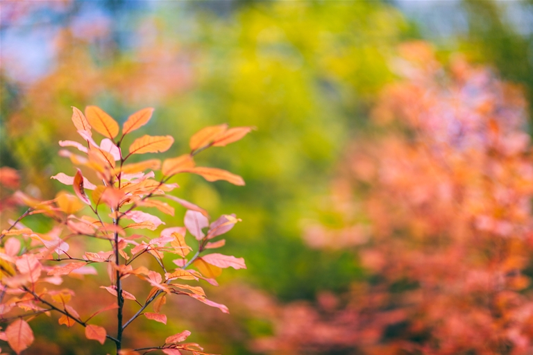 Fall colours in the forest Fernie BC