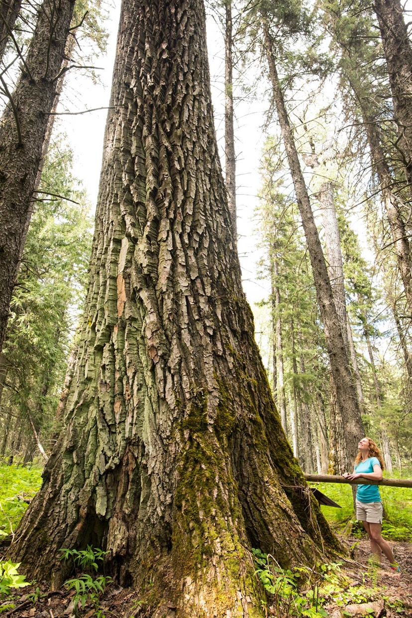 Ancient Cottonwood Forest - credit: Steve Ogle