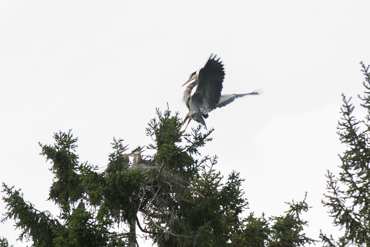 Herons nesting near Maiden Lake