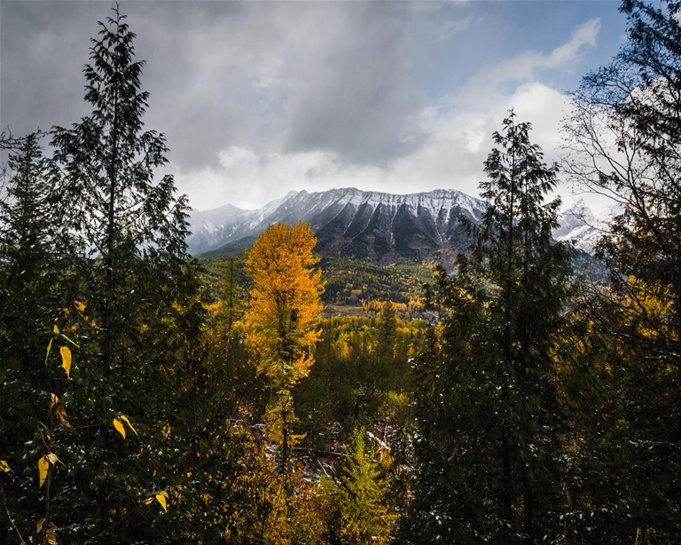 Mount Fernie - Mike Cotton