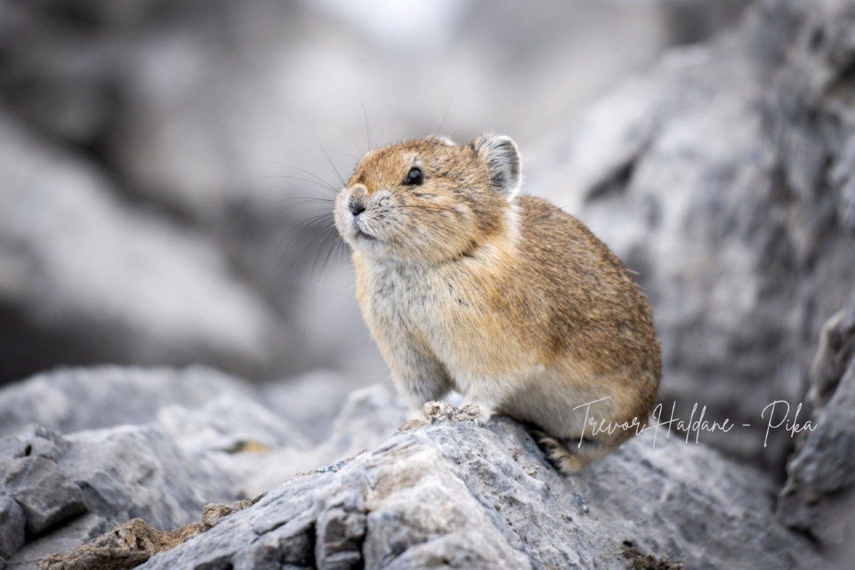 Trevor Haldane - Pika